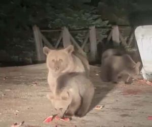 Uludağ’da aç kalan ayılar çöp konteynerlerini karıştırıp yiyecek aradılar