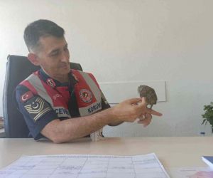 Bingöl’de bitkin halde bulunan kukumav kuşu tedavisinin ardından doğaya salındı