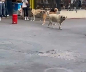 Başıboş sokak köpekleri, küçük çocuğu olan bir kadının etrafını çevirdi