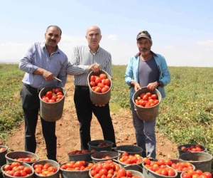 Karaman’da salçalık domates ve biber hasadı başladı