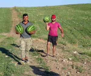 Yozgat’ta kavun ve karpuz hasadı sürüyor