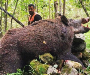 Trabzonlu avcılar 300 kiloluk domuz avladı