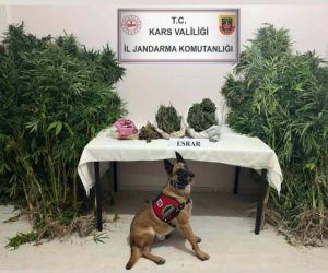 Kars’ta uyuşturucu tacirleri dedektör köpek Termal’a takıldı