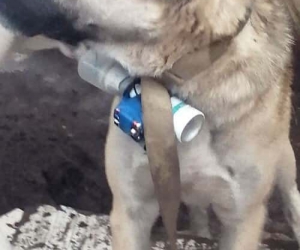 Ermeni silahlı gruplar, EYP bağladıkları köpek ile Karabağ’da Azerbaycan askerlerini hedef aldı