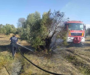 Aydın Büyükşehir İtfaiyesi’nden Umurlu’daki yangına hızlı müdahale