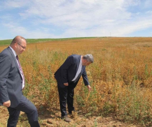 Başkan Altun ve Kaymakam Gülen’den ihtiyaç sahipleri için Aspir hasadı