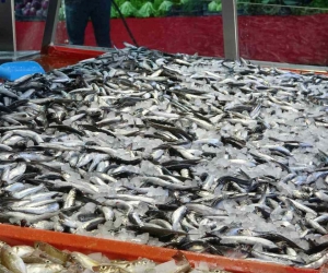 Bolu’da hamsinin fiyatı 40 lira birden düştü