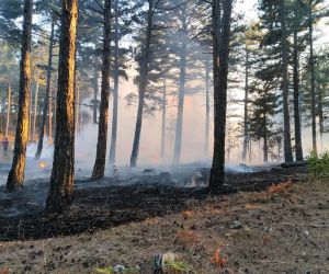 Ayvacık’ta ormanlık alandaki örtü yangını kontrol altına alındı