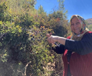 Dikenli dallara aldırış etmeden şeker hastası eşi için koyungözü meyvesi topluyor