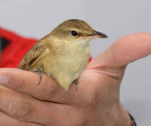 Kalp masajı yapılarak hayata döndürülen kuş tedavi altına alındı