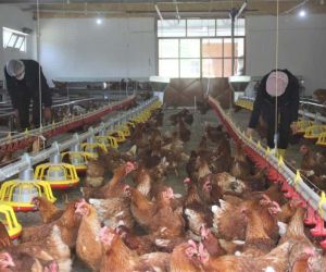 Tavuk eti üretimi yüzde 3,3 arttı
