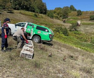Zonguldak’ta 125 sülün doğaya salındı