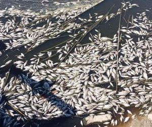Aydın Valiliği’nden balık ölümleri ile ilgili basın açıklaması: “Su ve ölü balık numuneleri analize gönderildi”