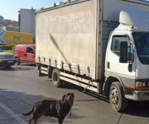 Bağcılar’da köpeği kamyonete iple bağlayan sürücüye para cezası