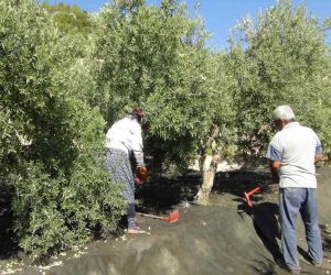 Mersin’de yılın ilk sofralık zeytin hasadı başladı