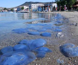 Foça’da denizanası istilası sürüyor: Su altı kamerasıyla istila görüntülendi
