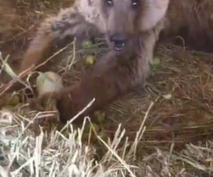 Hakkari’de yaralı halde bulunan ayı hayati tehlikeyi atlattı
