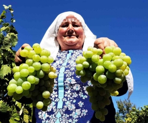 Coğrafi işaretli Çavuş Üzümü’nde hasat dönemi başladı
