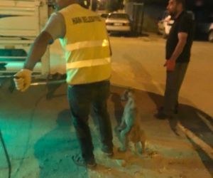Diyarbakır’da uyuz belirtisi gösteren 14 sokak hayvanı barınağa götürüldü