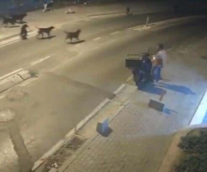 Kağıthane’de sürü halinde dolaşan sokak köpekleri vatandaşların kabusu oldu
