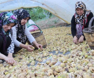 Aydın’ın altın meyvesi incirin bahçeden sofraya yolculuğu