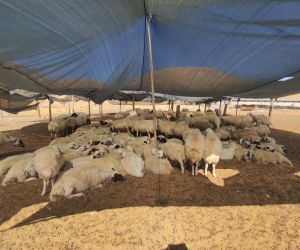 Elazığ’da çiftçiler 40 bin lira maaşa çoban bulunmuyor