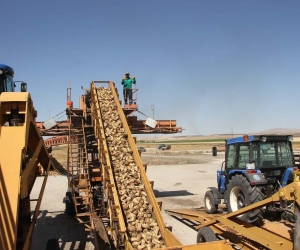 Muş’un Malazgirt ilçesinde pancar alım kampanyası başladı