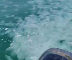 Güney Marmara’da denizanası istilası