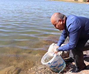 Sivas’ta 1 milyon adet yavru balık göllere bırakıldı