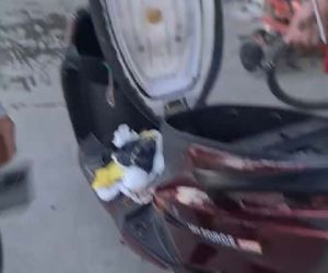Arnavutköy’de motosikletin koltuk kısmını açtılar, altından yavru kedi çıktı