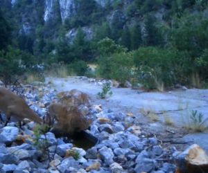 Antalya’da yaban keçi ailesi su içerken fotokapanla görüntülendi