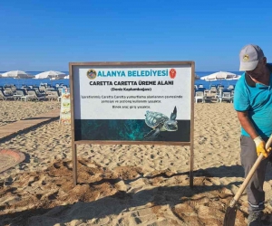 Alanya Belediyesinden caretta carettalara özel çalışma
