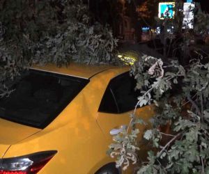 193 yıllık ağaç taksi durağına devrildi, 2 taksi ağacın altında kaldı
