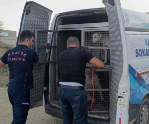 Turgutlu’da dere yatağında mahsur kalan köpek kurtarıldı