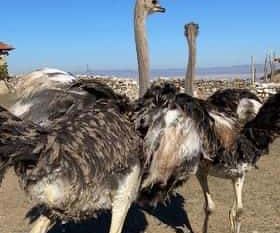 Eskişehir’de hobi bahçesindeki 2 adet deve kuşu firar etti