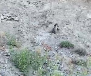 Kastamonu’da yollara çıkan ayılar kamerada