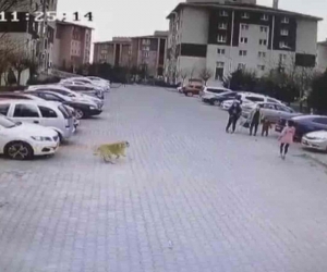 Başıboş köpekler mahalle sakinlerini perişan etti