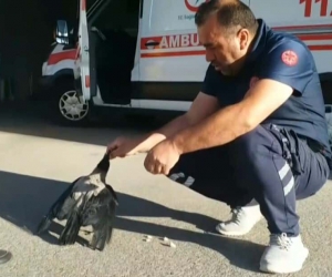 Sağlık çalışanının elleriyle beslediği karga yanından ayrılmıyor
