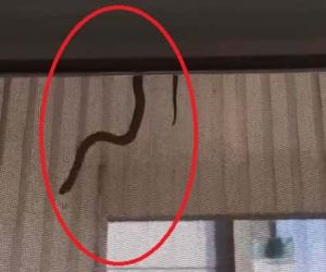 Evin içerisine giren yılan perdeden süzülerek inmeye çalıştı