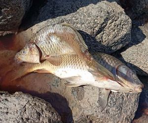 Karasu Çayı’na dökülen kimyasal atıklar yüzlerce balığı öldürdü