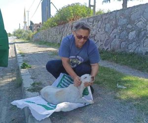 Yolda bulduğu köpeği tedavi ettirip koruma altına aldı