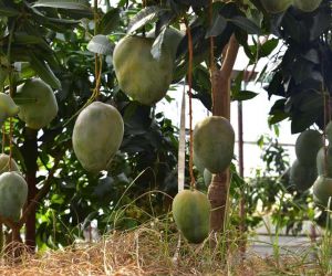 Alanya’da avokado ve mango temalı tropik meyve festivali başlıyor