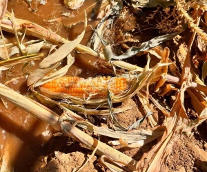 Yaban domuzları mısır tarlasına zarar verdi