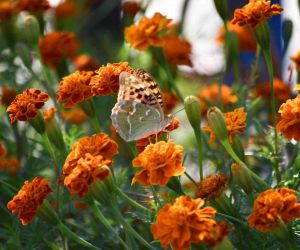 Şırnak’ta kelebekler son günlerini yaşıyor