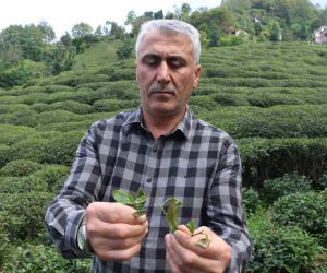 Çay üreticilerinden ’çayda budama’ işlemine tepki