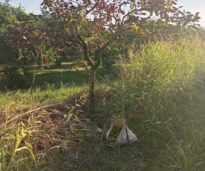 Zeytin hırsızları yakalandı