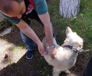 Kuduz hastalığına karşı Eskişehir’de 11 bin kedi ve köpek aşılandı