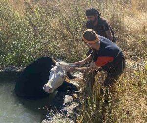 Havuza düşen ineğin yardımına orman işçileri koştu