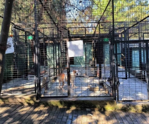 Ata saldıran köpek yakalandı