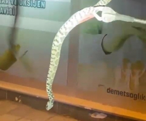 Seyir halindeki aracın kaputundan yılan çıktı